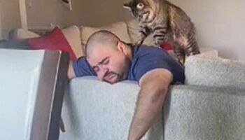 Gatinho faz massagem no dono e vídeo explode nas redes sociais (assista)