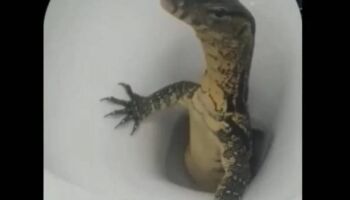 Turista leva um grande susto ao ver lagarto em sanitário de hotel (vídeo)