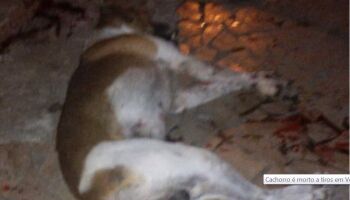 Idoso que matou cachorro esfaqueado vai pagar multa de R$ 3 mil