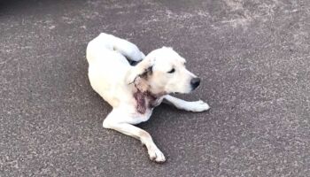 Cachorro é encontrado com ferimentos graves e precisa de doações para cirurgia no Jardim das Nações