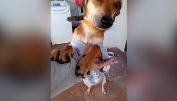 Tirado da sarjeta, cão Caramelo ganha um trato e precisa de um lar em Campo Grande