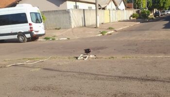 Moradores flagram urubu 'degustando' cachorro morto e descaso revolta moradores em Ribas 