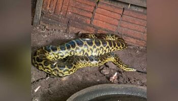 Idosa encontra sucuri de três metros comendo galinha no quintal de casa em Miranda