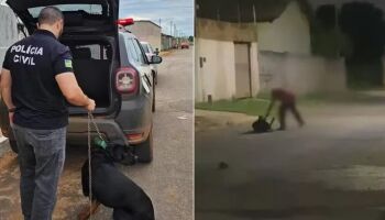 Cachorro é chicoteado com corrente em Goiás (vídeo)