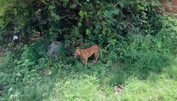 Cães vítimas de maus-tratos são resgatados após denúncia em Corumbá
