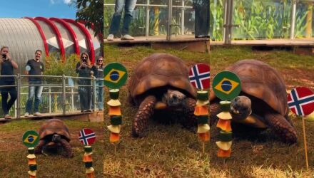 O novo or&aacute;culo de Campo Grande escolheu qual espetinho? E o seu palpite?