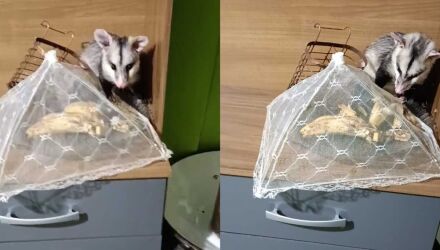 A campo-grandense se sentiu amea&ccedil;ada por ter usado uma gatoeira para pegar o animal 