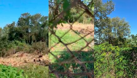 Local serve de abrigo para diferentes animais na regi&atilde;o segundo moradora