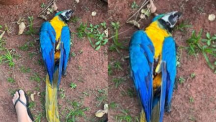 Arara foi encontrada com ferimento que aparentava ser tiro de chumbinho
