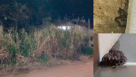 Grupo de moradores do bairro encheu-se de relatos temendo animais pe&ccedil;onhentos