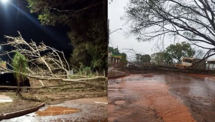 Moradores afirmam que j&aacute; haviam alertado sobre &aacute;rvores velhas no bairro e cobram retirada ap&oacute;s queda sobre carro