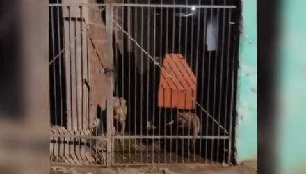 Testemunha afirma que dois pit-bulls estavam soltos em im&oacute;vel e que animais j&aacute; teriam escapado para a rua outras vezes