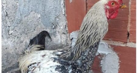 As aves estariam irritando a suspeita