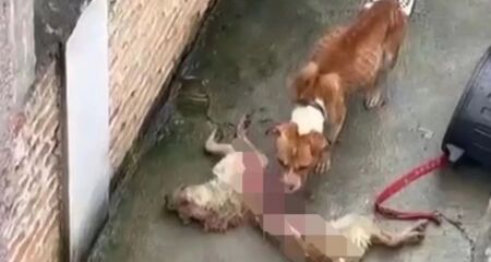 Dois cachorros se alimentavam de um terceiro que havia morrido no quintal 