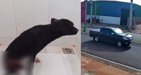 O cachorro de porte médio, pelagem preta e sem raça definida ficou gravemente ferido