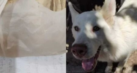Um garoto deixou seu cão no abrigo para salvar o animal dos maus-tratos do pai. O caso repercutiu na web e teve um desfecho emocionante