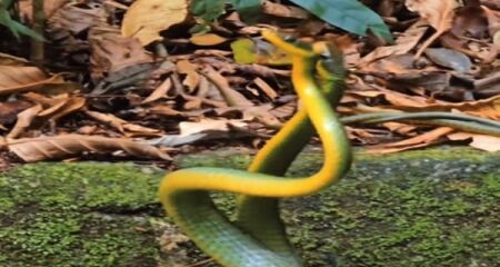 Cena rara de serpentes é capturada por visitante e mostra dois machos em um duelo para ver quem vai copular com a fêmea