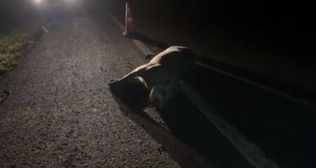 Ocupantes da moto não perceberam que o animal estava caído no chão