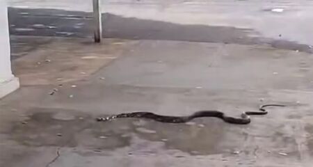 Serpente estava quase entrando em uma casa, quando morador filmou o animal