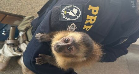 Macaco-prego foi resgatado pela PRF