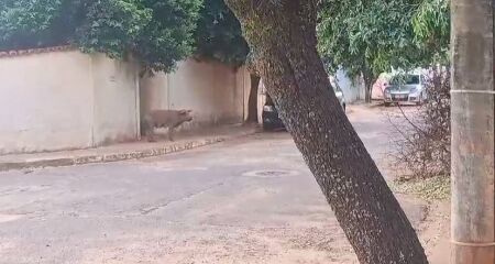 Porco desconhecido aparece solto em ruas de Campo Grande