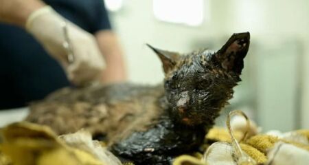Vítima de maus-tratos, gato foi achado e resgatado por um médico veterinário