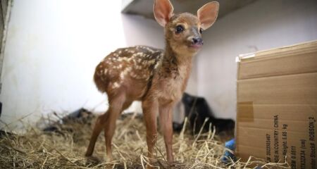 Animal salvo na Aldeia Alves de Barros é monitorado em Campo Grande; filhote de anta também recebe tratamento em Bonito