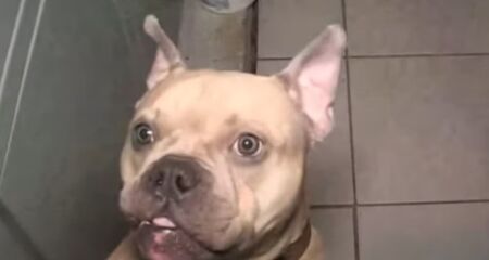 Cães da raça American Bully viviam em "verdadeiros calabouços" sem água, comida e luz do sol. Filhotes eram vendidos no mercado paralelo