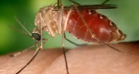 Mosquito transmissor da Febre Oropouche 