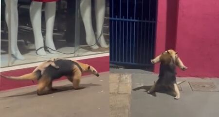 Animal mostrou defesa durante passeio com tamanduazinho nas costas pelas ruas da cidade