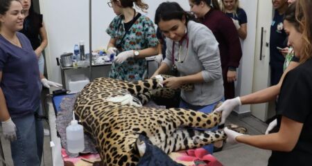 Os felinos estão em recuperação após sofrerem queimaduras em incêndios que atingiram o Pantanal