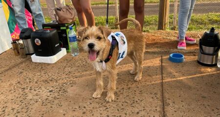 Cão Joca foi sensação durante adesivagem 