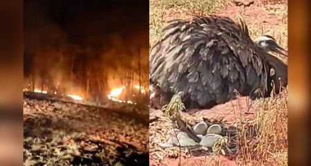 Ninho foi protegido após incêndio florestal 