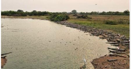 Capivara atravessou lago com centenas de jacarés