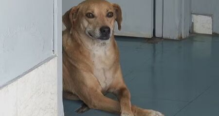 Como no filme Sempre Ao Seu Lado, cachorro de Guariba está há 8 anos esperando por sua tutora, que morreu na Santa Casa da cidade