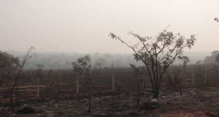 Árvores, vegetação rasteira e foram totalmente destruídas pelo fogo