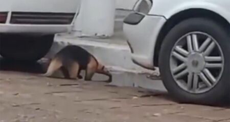 Animal desfilou tranquilamente pelas ruas e se hidratou assim que pode