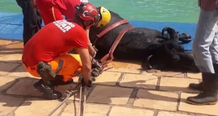 Corpo de Bombeiros foi acionado para fazer o resgate do animal, que não teve ferimentos