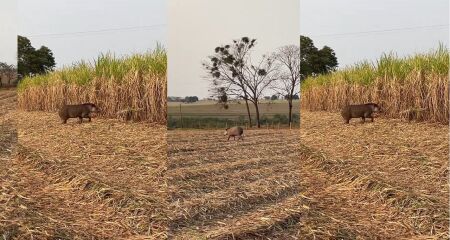 Apesar de grandes, antas são, majoritariamente, mansas