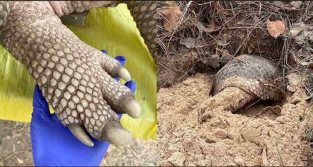 A captura foi realizada pelo projeto Tatu-canastra. O animal silvestre foi solto assim que terminaram os exames