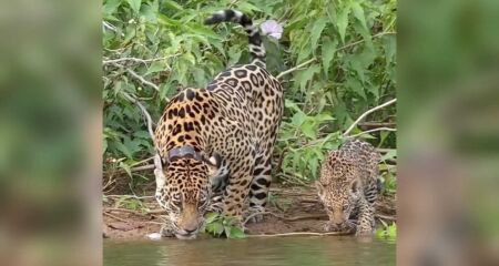 Onças são flagradas em momento refrescante enquanto bebem água em rio em Miranda (vídeo)