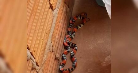 Família encontra cobra coral durante brincadeira no quintal de casa em Bataguassu 