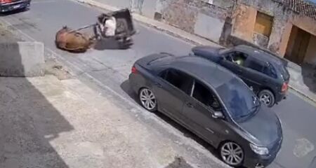 Prefeitura e polícia tomam medidas contra responsáveis. O animal foi localizado e não apresentava ferimentos. Caso ocorreu no interior de SE