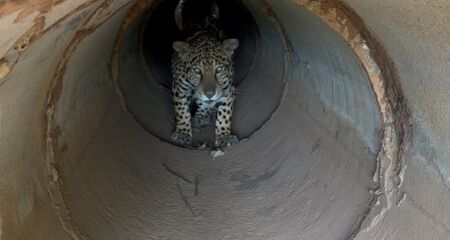 Onça Miranda está readaptada no Pantanal 