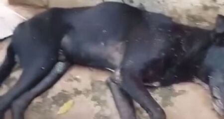 Cachorro ficou bastante ferido 