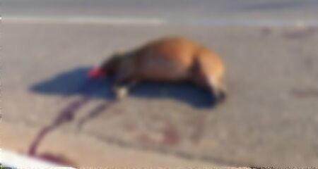 Motorista desatento atropela capivara em Três Lagoas 