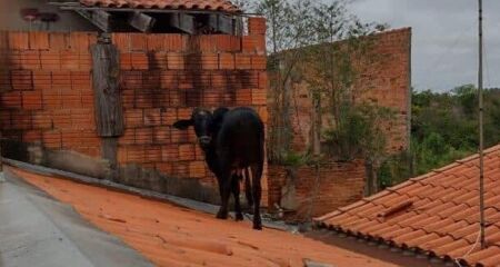 Moradora se assustou e gravou a cena