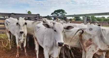 Fazendeiro é preso com 34 cabeças gado furtadas em Coxim 