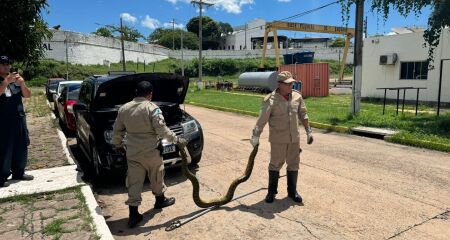 Serpente foi resgatada no motor de um carro