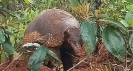 Encontro aconteceu no Parque Natural Municipal do Pombo, em Três Lagoas